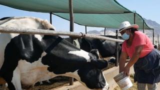 Día Mundial de la Leche en México: ¿cuándo se celebra?