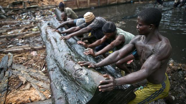 La grave explotación forestal que se registra en Nigeria - 1