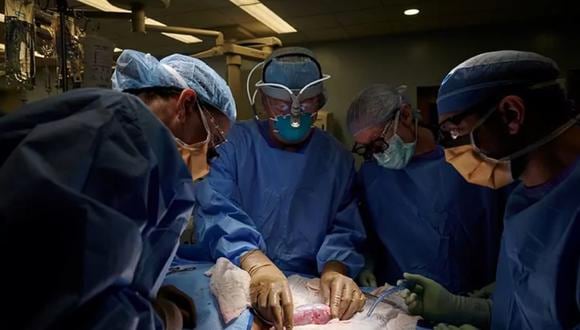 Trasplante de un riñón de cerdo en un humano. (REUTERS)