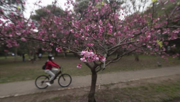 DOMINGO 22 DE AGOSTO DEL 2021

Flor de sakura o cerezo de origen japones en el parque Castilla, lince, jesus maria

FOTOS: RENZO SALAZAR