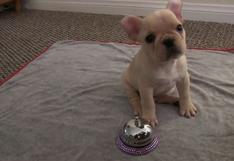 YouTube: cachorro causa sensación al aprender divertidos trucos