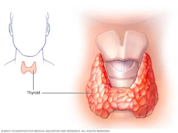 La glándula tiroides se encuentra en la base del cuello, justo debajo de la nuez de Adán. (Foto: Mayo Clinic)