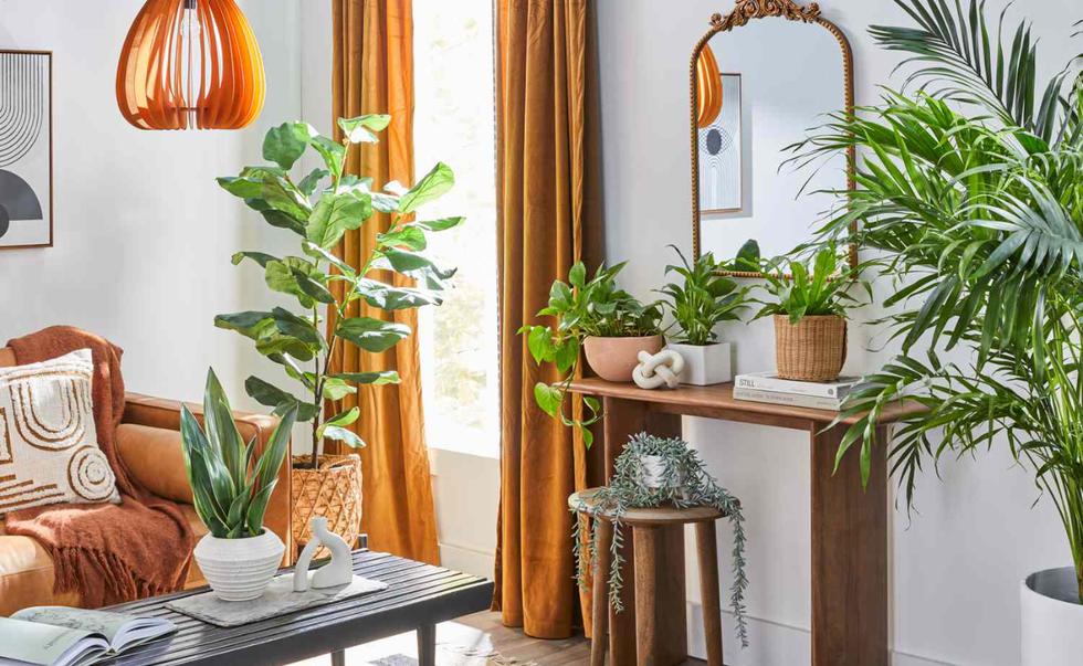 Te compartimos una lista de cinco plantas que sobrevivirán sin problemas en tu sala de estar. (Foto: Pinterest).