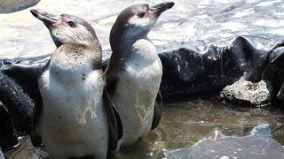 Nacen dos pingüinos de Humboldt en un criadero de Puerto Eten