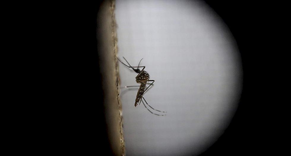 El mosquito de la variedad \"Aedes aegytpi\", el cual transmite el virus del zika. (Foto: EFE)