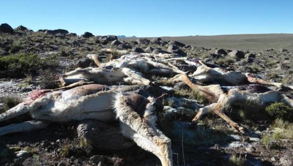 Caza furtiva de vicuñas: unos 122 cadáveres fueron hallados