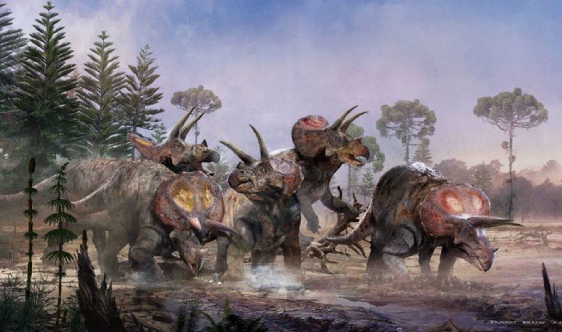 Años de investigación en un lecho de huesos de cinco triceratops en Wyoming muestran que vivieron y murieron como un grupo.