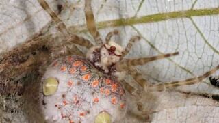 Una aterradora araña similar a un sushi causa furor entre cibernautas de Facebook