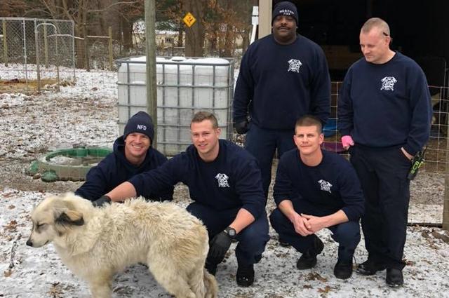 Bomberos son aplaudidos en redes tras rescatar a cachorro atrapado en una poza congelada