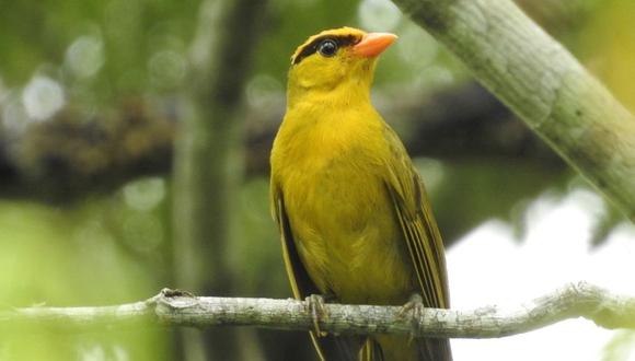 Inti Tanager es el nuevo pájaro de una nueva especia descubierto en Perú. La investigación estuvo a cargo del ornitólogo de la Universidad de San Diego State Kevin Burns. (Foto: Twitter @RyanTerril)