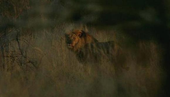 Zimbabue niega rumores de la muerte del hermano del león Cecil