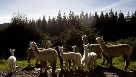 Doce alpacas murieron tras ser arrolladas por auto en Cajamarca