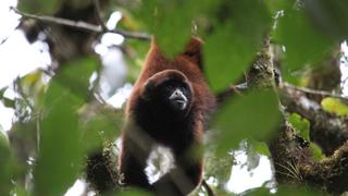 Perú: cinco cosas que debe saber sobre el mono choro de cola amarilla 