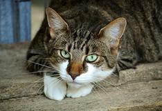 Japón: un gato es sospechoso de "intento de asesinato". ¿Qué pasó?