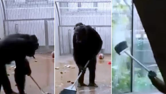 Un chimpancé ha ganado fama en Internet por usar una escoba para lavar el piso y las ventanas de su jaula. (Foto: Tallinna Loomaaed / Tallinn Zoo en Facebook)