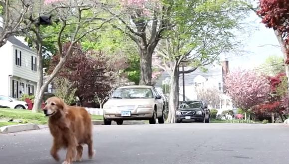 Nuevo uso de los drones: Paseador de perros