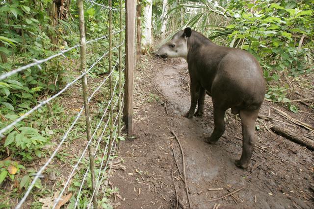 Conoce al tapir andino, el protagonista de la nueva moneda de S/1