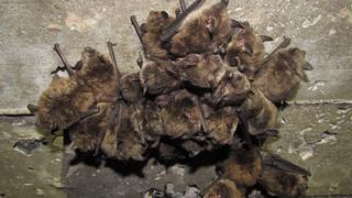 ‘Bativillas’: científicos construyen casetas para alojar murciélagos y disminuir con ello el impacto de los pesticidas