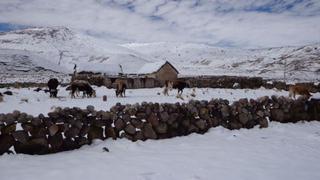 En Puno, zonas afectadas por nevadas fueron declaradas en emergencia