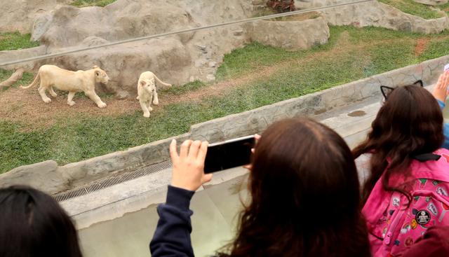 La pareja, una hembra y un macho de 4 y 5 meses de edad, se encuentran en el Zoológico de Huachipa. Se trata de una especie que está en peligro de extinción. (Foto: EFE)