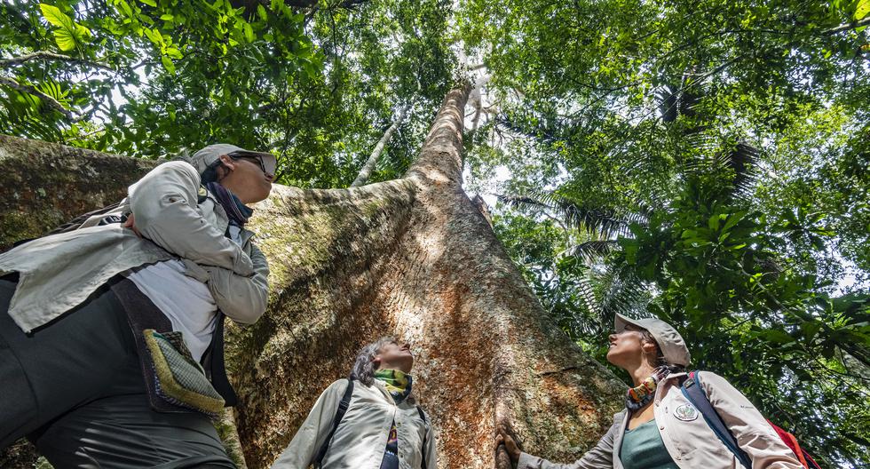 Las hermanas Gianella, Rocío y Tatiana Espinosa (ingeniera forestal), bajo un milenario shihuahuaco en las concesiones de la ong Arbio Perú (https://www.arbioperu.org/).  (Fotos: Michael Tweddle)