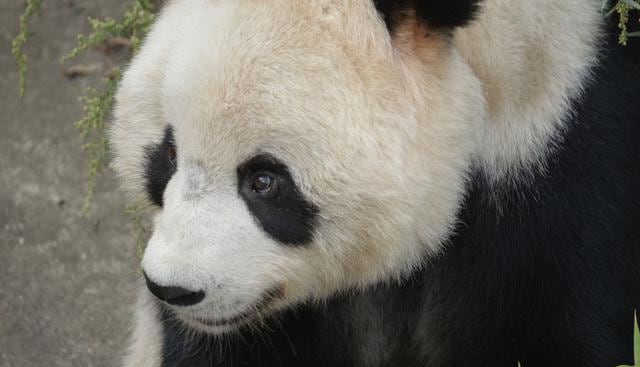 Esta es la historia del panda que sufrió el terrible ataque de unos malos turistas que no dudaron en lanzarle piedras cuando el animal dormí plácidamente. (Foto: Pixabay)