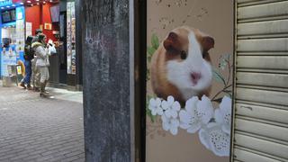 Hong Kong sacrificará 2000 hámsters tras detectar casos de coronavirus en mascotas