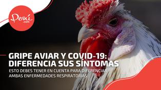 Gripe aviar en Perú: diferencias de sus síntomas a los del COVID-19