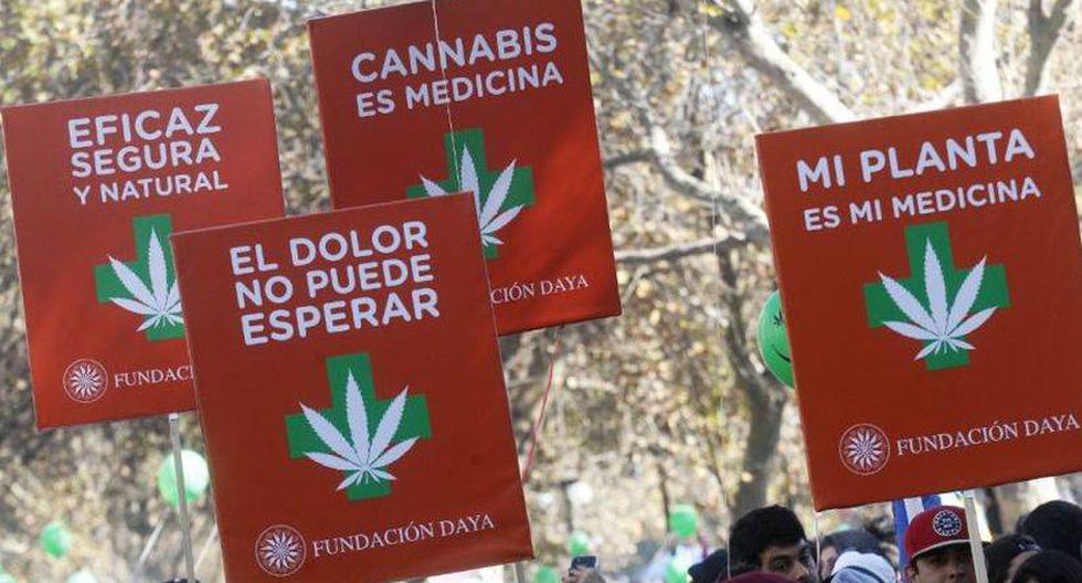El Senado de Argentina aprob&oacute; y convirti&oacute; en ley el uso medicinal de la marihuana (EFE)