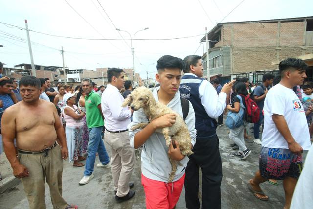 Mascotas han resultados afectados debido al incendio en Villa El Salvador producto de un accidente de camión cisterna que transportaba gas licuado.  (Foto: Gonzalo Córdova)