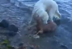 YouTube Video Viral: perro salva a un venado de morir ahogado con intrépido rescate