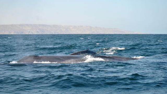 Una ballena azul y su cría fueron avistadas en mar de Piura - 3