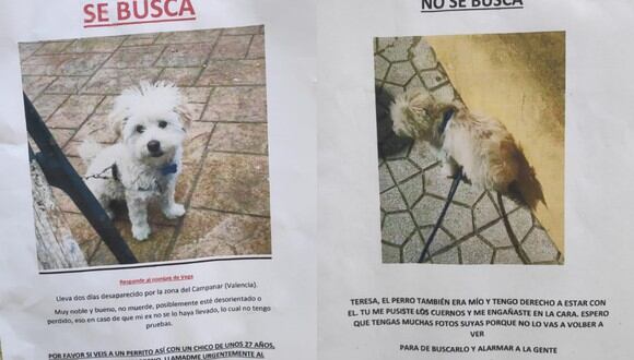 La peculiar disputa por la "desaparición" de un perro en Valencia desató comentarios de todo tipo en las redes sociales. | Crédito: @ceciarmy / Twitter