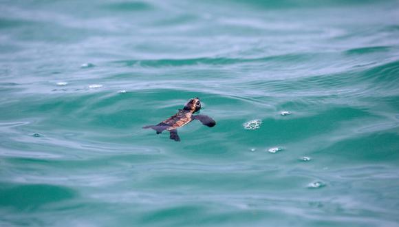 Son pocas las tortugas que nacen y logran llegar al agua. Equilibrio azul ayuda a que el porcentaje de éxito sea mayor. Foto: Equilibrio Azul/ @equilibrioazul