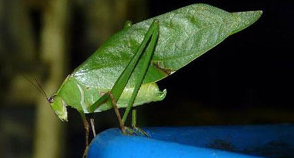 Un equipo de investigadores descubrió una especie de insecto desconocida hasta ahora que tiene la apariencia de una hoja. (Foto: wikicomons)