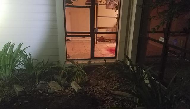 Un gigantesco cocodrilo irrumpió en una casa de Florida (Estados Unidos) a través de una ventana. La historia es viral. (Facebook / Clearwater Police Department)