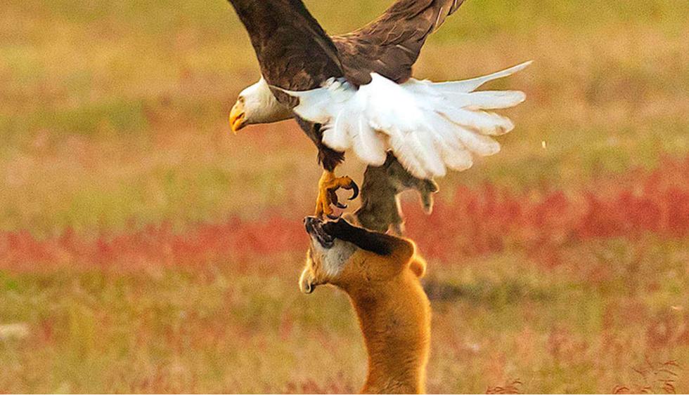 Facebook | fotógrafo capta preciso instante de una lucha entre zorro y un  águila por una presa | Viral | Face | Fb  | FOTOS | VIDEO |  REDES-SOCIALES | EL COMERCIO PERÚ