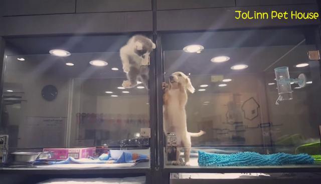 Gatita y cachorrito protagonizan la escena más tierna que verás en Facebook. (Crédito: JoLinn Pet House en Facebook)