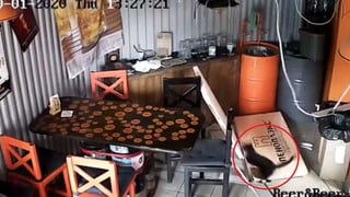 El momento en que un gato callejero genera destrozos en una cervecería rusa tras caer del techo