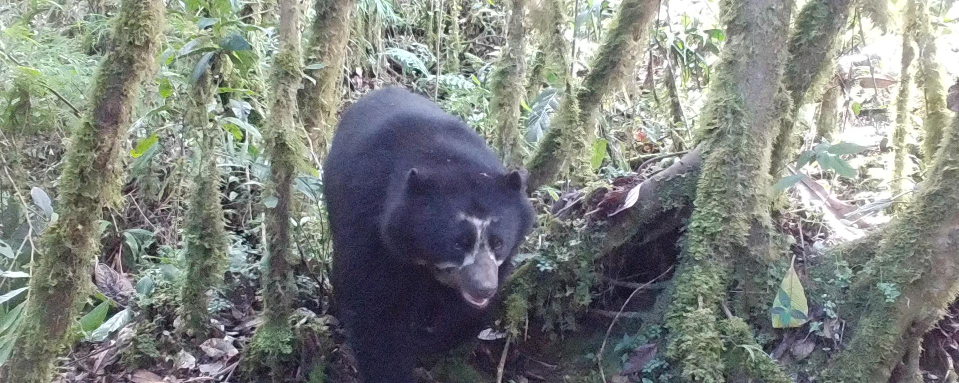 Oxapampa: el sistema de cámaras trampa que ayudan a proteger a los osos de anteojos, una especie en extinción 