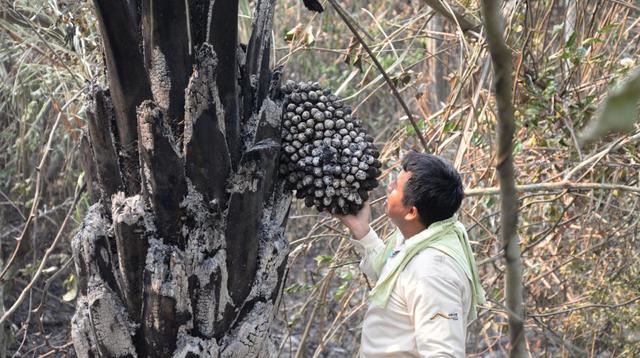 Vraem: incendio forestal consume bosque en margen del río Ene - 2