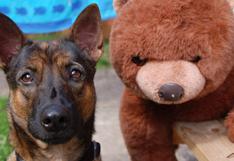 WUF: ¡Increíble! Perro ‘demuestra’ que su ‘mejor amigo’ es un oso de peluche