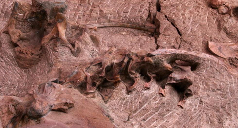 Científicos en Taiwán ha descubierto colágeno preservado en un fósil de dinosaurio de la primera etapa del Jurásico. (Foto: Getty Images)