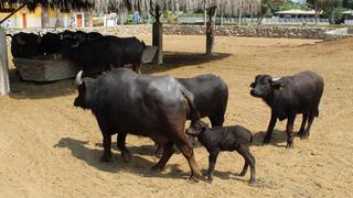 Coronavirus en Perú: crías de vicuña, mono leoncito y búfalo nacieron en el Parque de las Leyendas | FOTOS 