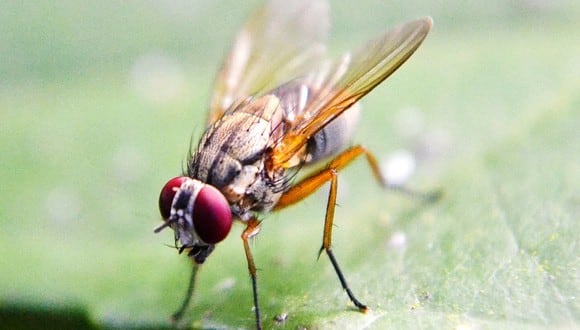 La mosca de la fruta se alimenta de la comida podrida. (Imagen: Pixabay)