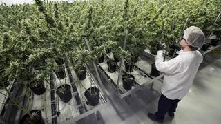 Empresas de marihuana se unen para crear líder en Canadá