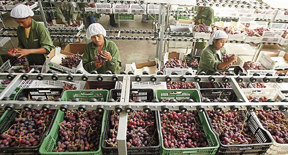 En 2021 Perú se ha consolidó como el segundo exportador mundial de uva, según un reporte de la Gerencia de Agroexportaciones de la Asociación de Exportadores (ADEX). (Foto: Adex)