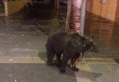 Domador deja un oso atado a un poste para irse a un bar