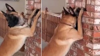 Cámara graba cómo un perro ‘juega a las escondidas’ con su dueña y escena se vuelve viral