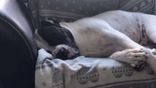 Un perro hace estos singulares sonidos al dormir en un sofá